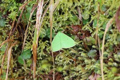 Tanaoctenia haliaria