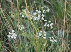 Seseli pallasii