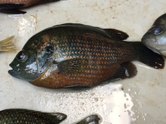 Lepomis miniatus