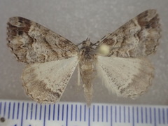 Chlenomorpha