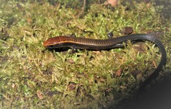 Iphisa elegans elegans