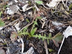 Geum macrophyllum perincisum