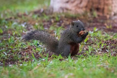 Callosciurus erythraeus