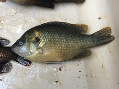 Lepomis miniatus