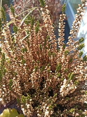 Calluna