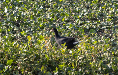 Gallinula galeata