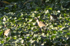 Jacana jacana