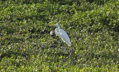 Ardea alba