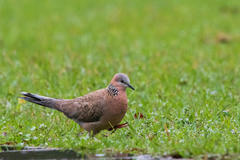 Streptopelia chinensis
