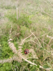 Stiretrus decastigmus