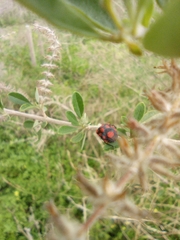 Stiretrus decastigmus