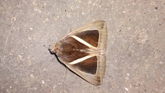 Chalciope