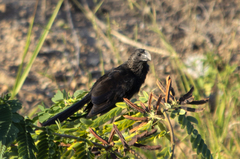 Crotophaga ani