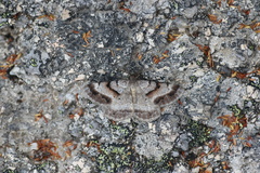 Selidosema pyrenaearia