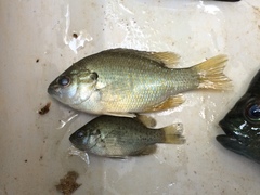 Lepomis miniatus