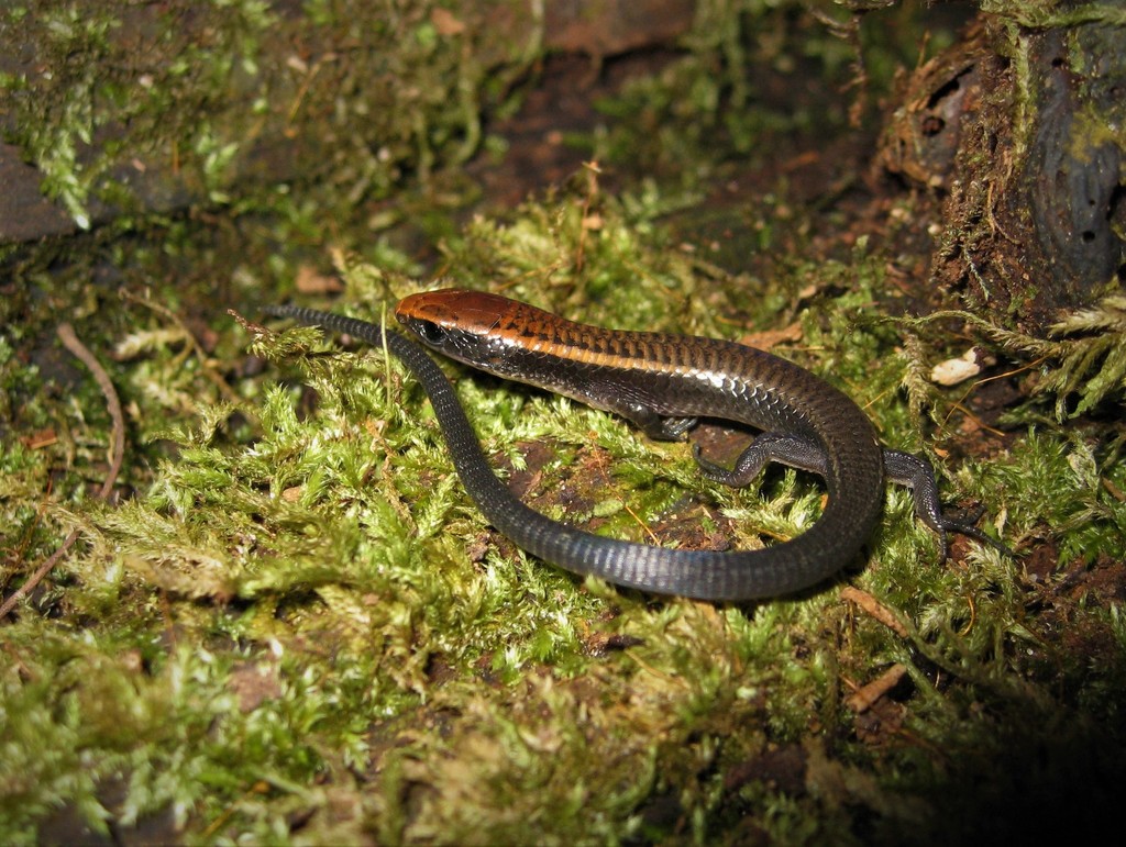 Glossy Shade Lizard