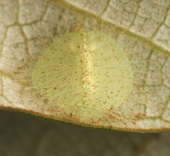 Myiodactylinae