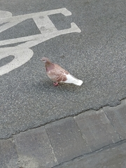 Columba livia domestica