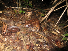 Leptodactylus knudseni