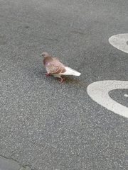 Columba livia domestica
