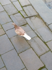 Columba livia domestica