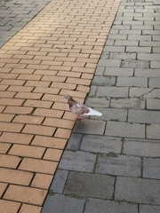 Columba livia domestica