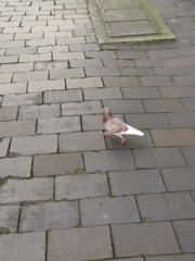 Columba livia domestica