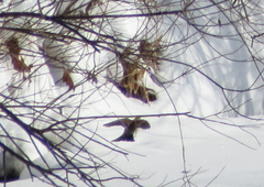 Turdus atrogularis