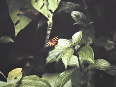 Eresia ithomioides alsina