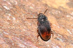 Atomaria basalis
