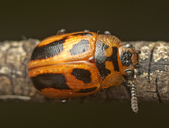 Calomela crassicornis
