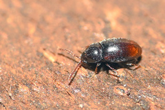 Atomaria basalis