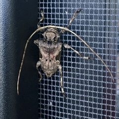 Lagocheirus araneiformis parvulus