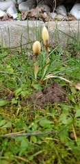 Crocus chrysanthus