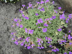 Aubrieta cultorum