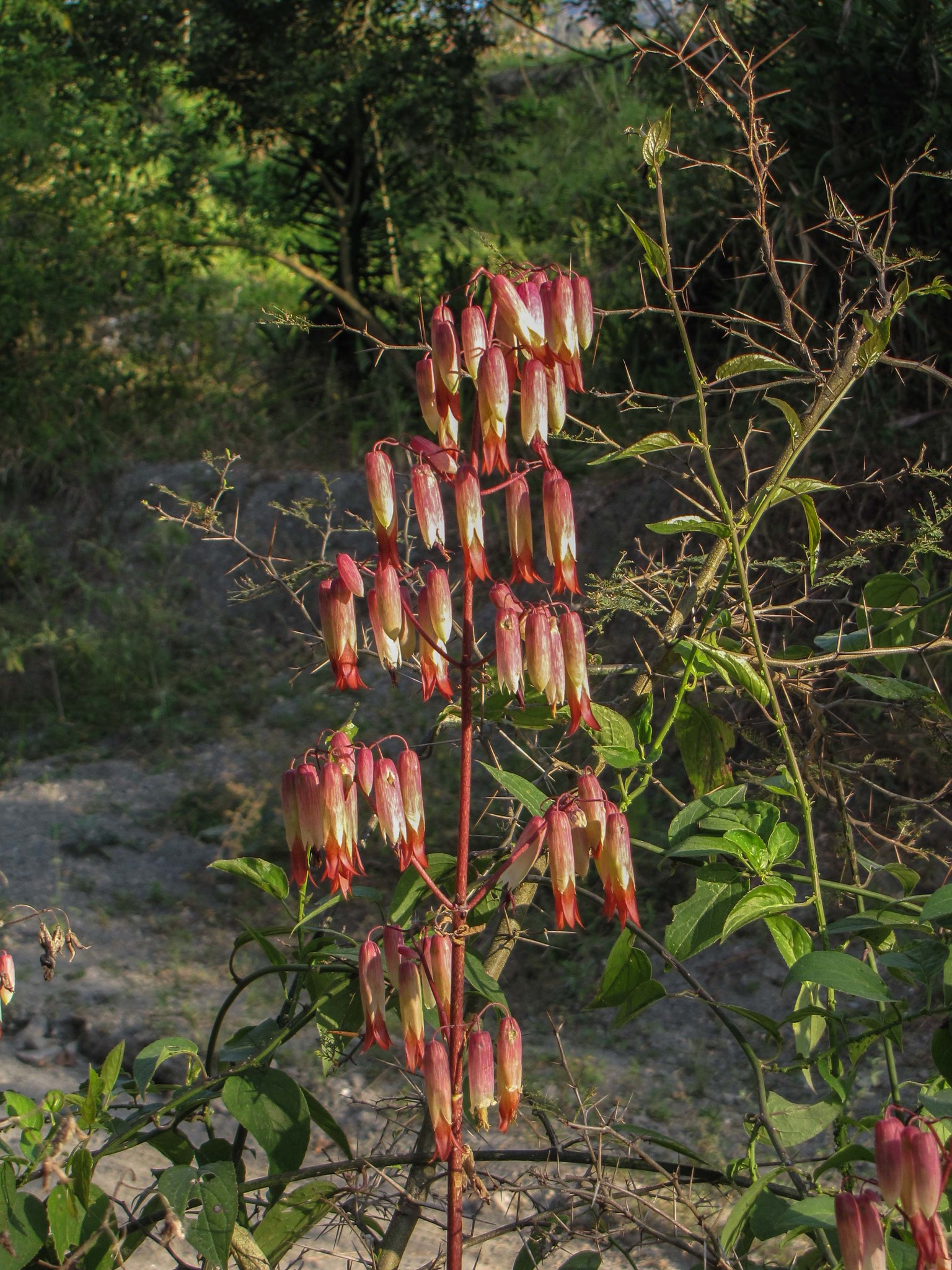 Kalanchoe image