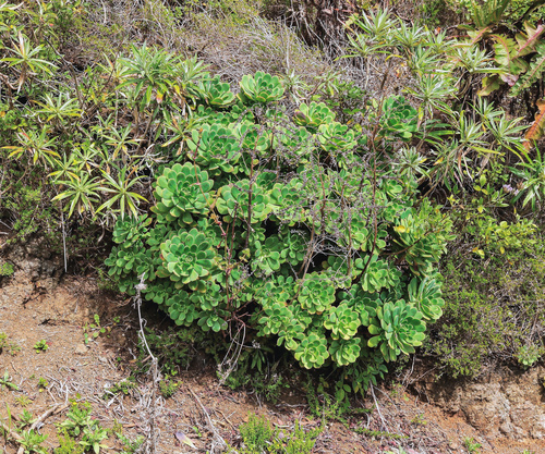 Aeonium ×castellodecorum image