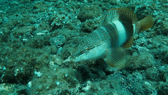 Serranus papilionaceus