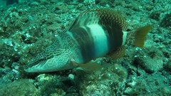 Serranus papilionaceus