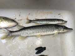 Esox americanus