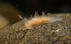 Tritonicula myrakeenae