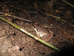 Leptodactylus mystaceus
