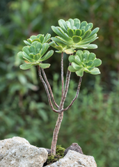 Image of Aeonium ×castellodecorum