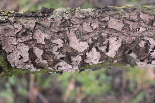 Oak Crust