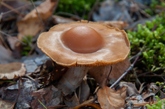 Cortinarius armeniacus