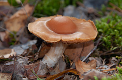 Cortinarius armeniacus