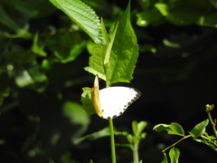 Belenois thysa thysa