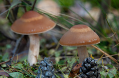 Cortinarius armeniacus