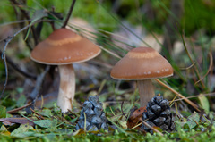 Cortinarius armeniacus