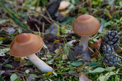 Cortinarius armeniacus